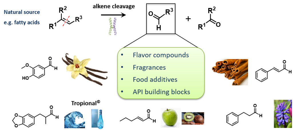 Post-rudrofflab-Biozone-scheme